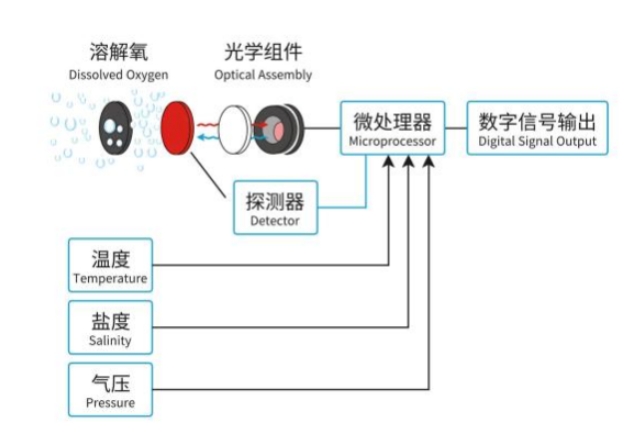 溶解氧传感器