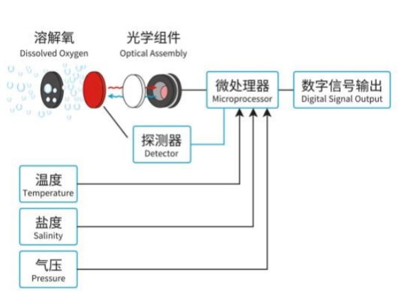 溶解氧传感器